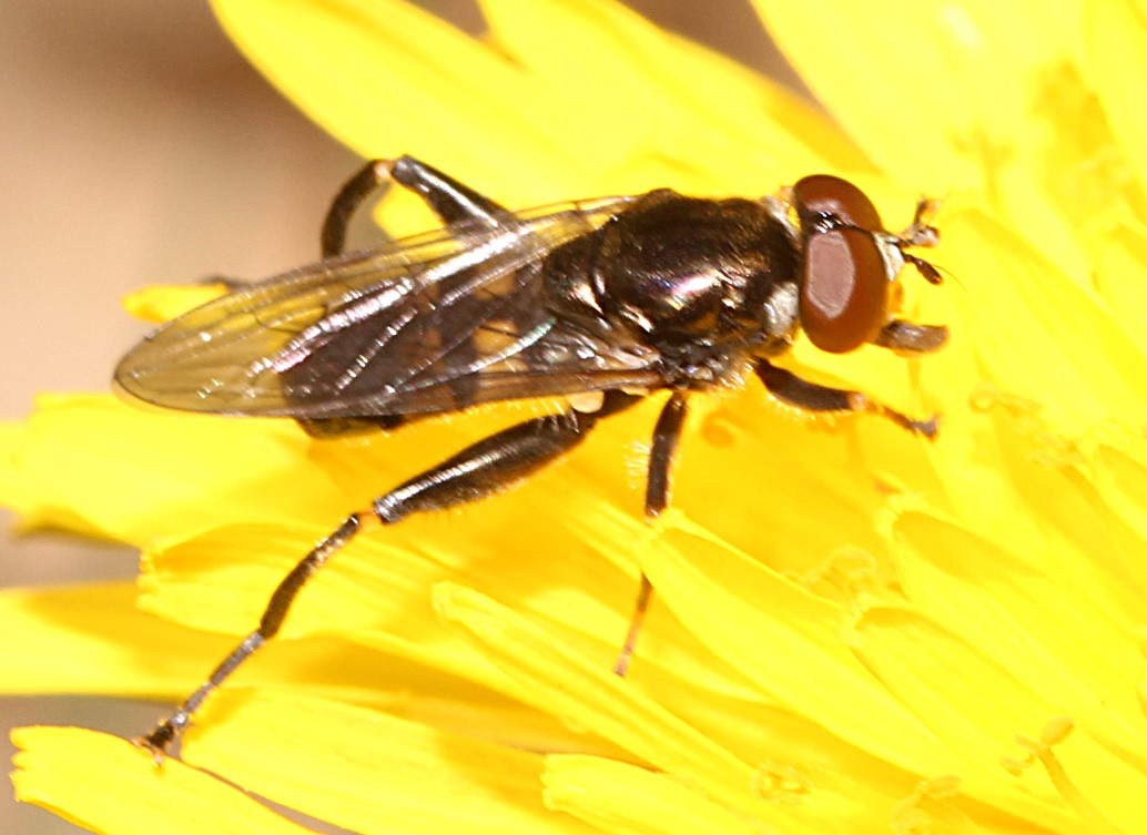 Kurze Langbauch-Schwebfliege-Chalcosyrphus nemorum